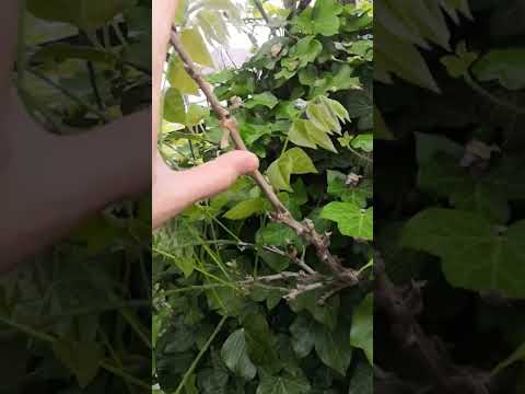 Видео: коротко про обрезку глицинии