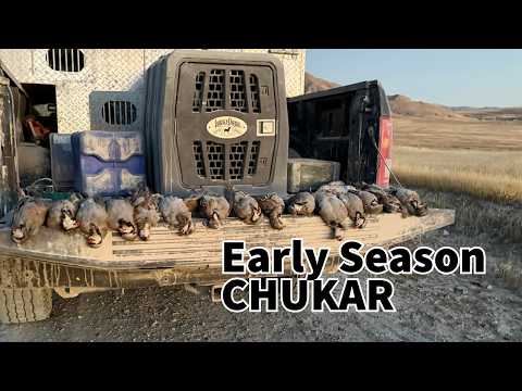 Видео: Ранний сезон охоты на кеклика!