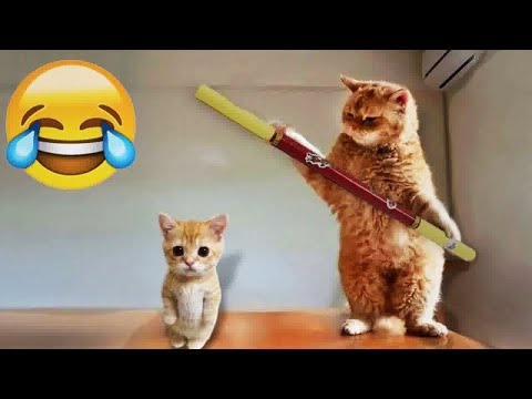 Видео: Первая кошка как мать: Смешные моменты, которые заставят вас смеяться! 😹