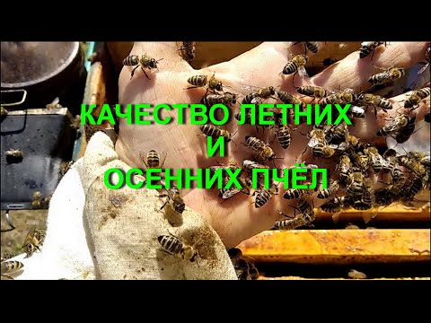 Видео: Долгоживущая пчела. Основы и принципы формирования. Ч. 1.  ОСЕННЯЯ ПЧЕЛА!!!