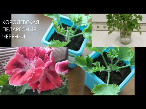 Видео: ЧЕРЕНКОВАНИЕ КОРОЛЕВСКОЙ ПЕЛАРГОНИИ. ПРОБУЮ РАЗНЫЕ СПОСОБЫ  // что с черенками через месяц