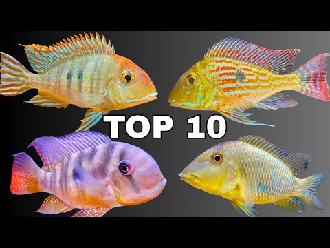 Видео: 10 лучших видов рыб-геофагусов (лучшие цихлиды, просеивающие песок для вашего аквариума)