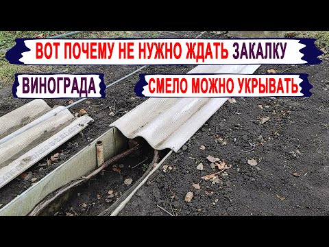 Видео: 🍇 Никогда ТАК НЕ ДЕЛАЙ при УКРЫТИИ ВИНОГРАДА. Нужно ли ЗАКАЛЯТЬ ВИНОГРАД? Рерайтеры и виноград!