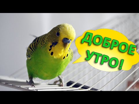 Видео: Доброе утро! желает волнистый попугай Мистер Кеша! Mr Kesha budgie wishes Good morning!  Eng subs