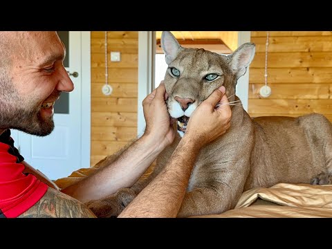 Видео: Месси стал делать это по утрам|Диалог с пумой Месси по душам| Dialogue between puma  Messi and Sasha