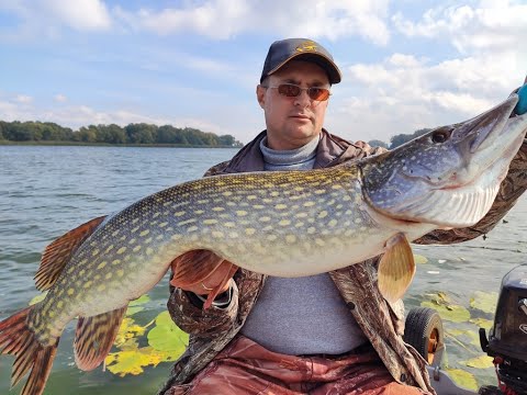 Видео: ОГРОМНЫЕ ЩУКИ одна за одной. Рыбалка на Крупный Силикон. Троллинг.