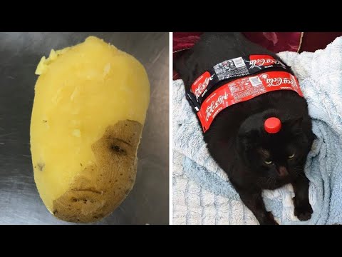 Видео: Фото, которые тебя удивят (часть 22)