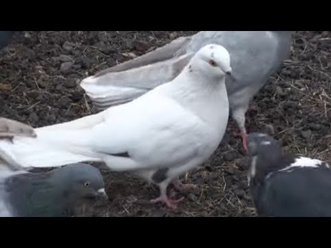 Видео: Двох забрав за один політ