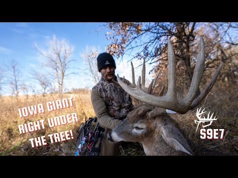 Видео: АЙОВА ГИГАНТ прямо под деревом!