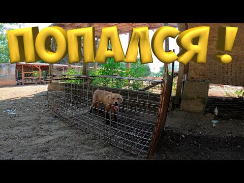 Видео: ПОЙМАЛ ЛИСУ ! Известкование пруда. Трактор т-40 с роторной косилкой .[Жизнь в деревне]