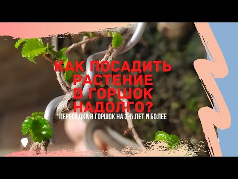 Видео: Бонсай без пересадки в течении 3-5 лет! Развитие мочикоми у бонсай. Mochikomi bonsai