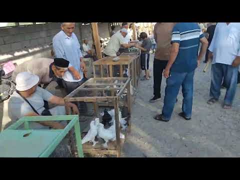 Видео: Асака кабутар бозори 25 07 2025