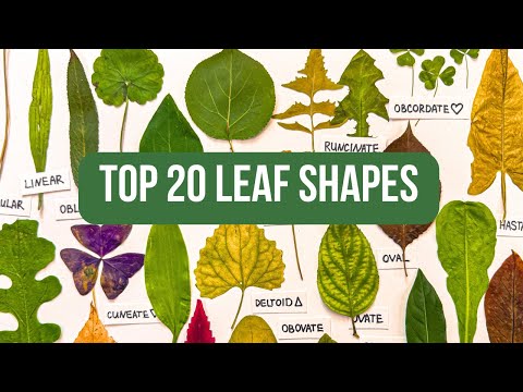 Видео: 20 самых распространенных форм листьев, которые должен знать каждый художник-ботаник🍃 (и как их р...