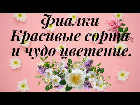 Видео: Фиалки - большой показ сортов. Мои новинки и сорта проверенные временем.