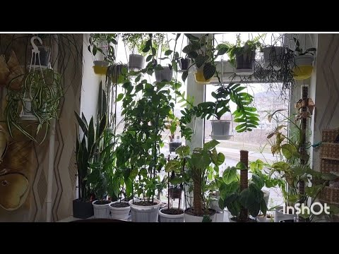 Видео: Зелёные секреты, миф и советы. 26.01.2024.
