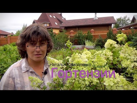 Видео: Гортензия в саду:  виды, сорта, условия произрастания, обрезка и уход.