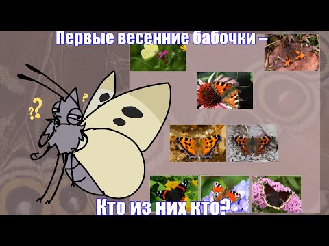 Видео: Первые бабочки весной! Крапивницы! Чем они отличаются от многоцветниц, углокрыльниц и других?