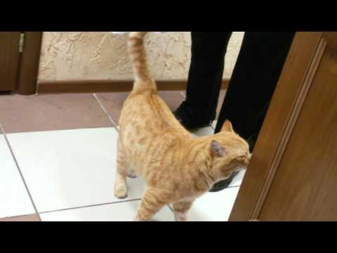 Видео: Кот пришёл с улицы оболдеть!!!!!!!
