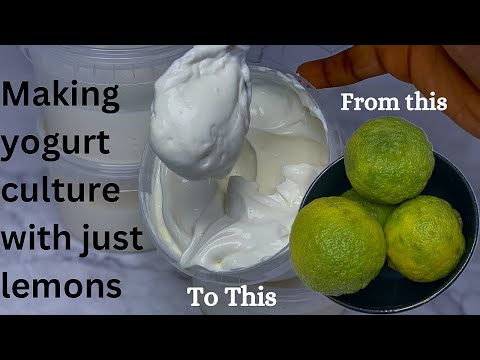 Видео: приготовление йогуртовой культуры дома | использование лимонов