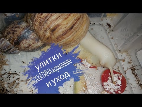 Видео: Улитки АХАТИНА , БЕШЕННО растут, мой уход и кормление