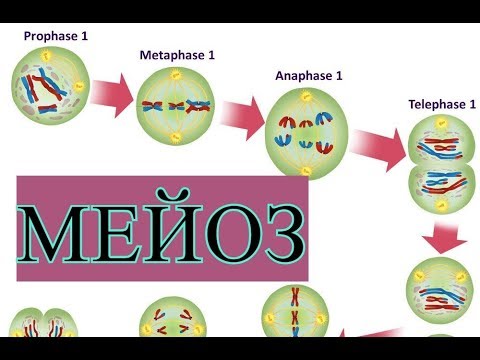 Видео: МЕЙОЗ ЗА 5 МИНУТ | ЕГЭ БИОЛОГИЯ