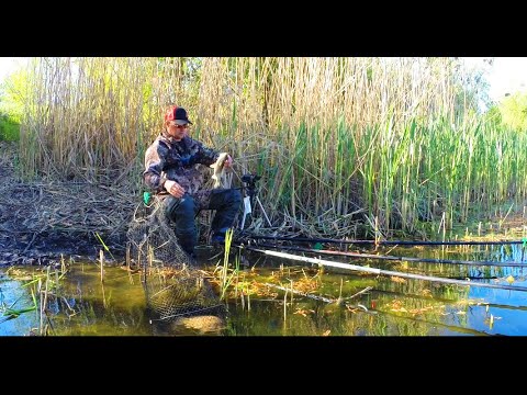 Видео: 🐟 Карасі Кабани на Лісовому озері. 🎣 Рибалка на Поплавок. Риболовля
