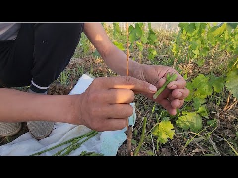 Видео: Узум пайванд қилиш uzum payvand qilish