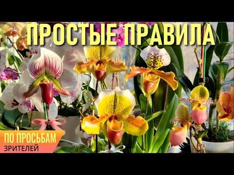 Видео: ПАФИОПЕДИЛУМ/ВЕНЕРИН БАШМАЧОК! PAPHIOPEDILUM! СОБЛЮДАЙТЕ ЭТИ НЕХИТРЫЕ ПРАВИЛА: УХОД, СУБСТРАТ, ПОЛИВ