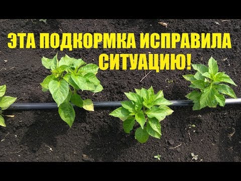 Видео: ПОЖЕЛТЕЛИ ЛИСТЬЯ ПЕРЦА. КАК ИСПРАВИТЬ?