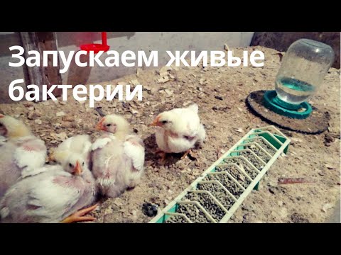 Видео: Как запустить Живые Бактерии, Ферментационную подстилку, сухим способом