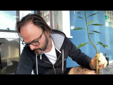Видео: Мандарин пересадка (цитруса). С полной заменой всего грунта