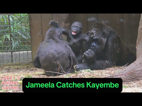 Видео: Детеныш гориллы - Джамила и Кунда #19 #clevelandmetroparkszoo
