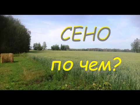 Видео: Сколько стоит сено? Сравниваю луговое сено и донник #5