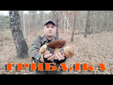 Видео: ОСІННІЙ ГРИБНИЙ ПОХІД. 19.11.2024Р. БІЛІ ГРИБИ, ЗЕЛЕНИЦІ, ПІДЗЕЛЕНКИ. РІВНЕНСЬКА ОБЛ.