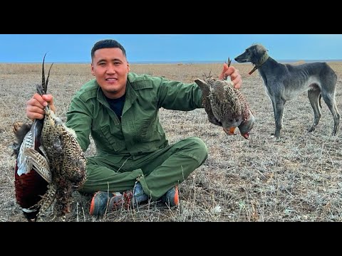 Видео: Қырғауылға тазымен аңшылық. Охота на фазана