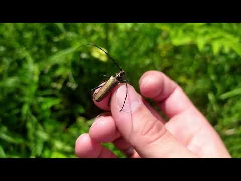 Видео: Мускусный усач (Aromia moschata) ловим на зонтичных цветах. Проверил выход Жуков-отшельников.