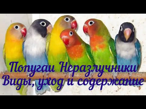 Видео: ПОПУГАИ НЕРАЗЛУЧНИКИ/ ВИДЫ, УХОД И СОДЕРЖАНИЕ