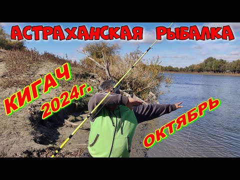 Видео: КИГАЧ  ОКТЯБРЬ 2024г.