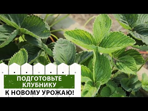 Видео: Сделайте это сейчас! Уход за клубникой после сбора урожая.