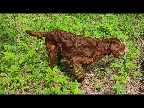 Видео: В весеннем лесу