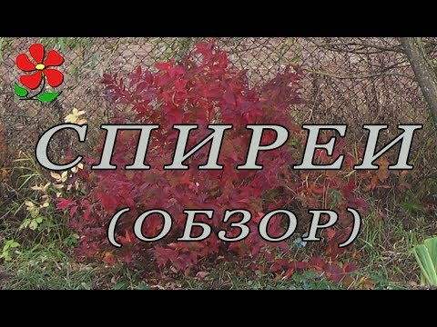 Видео: Спиреи. Разные и неожиданные!