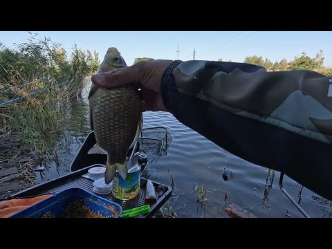 Видео: Рыбалка на карася в поисках диких мест, уловистая донка ловит всю рыбу