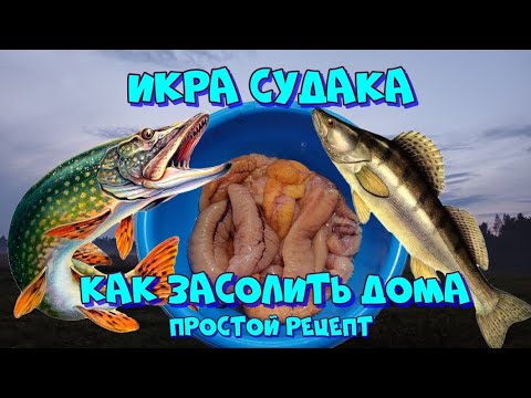 Видео: Икра судака, простой рецепт засолки 👍