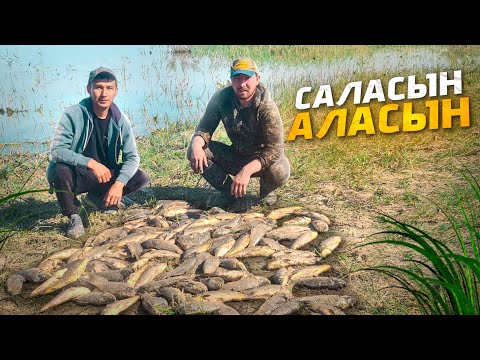 Видео: САЛАСЫН АЛАСЫН!!! САЗИКТЕР! Балық ӨТЕ көөөөп!!! 