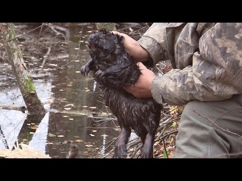 Видео: ПУТЬ КАПКАНЩИКА: Как добывают бобра по закону? Репортаж с промысла