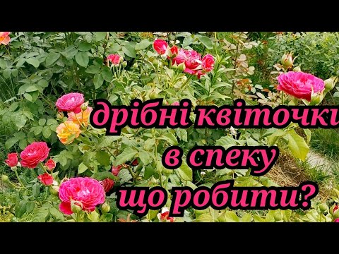 Видео: Друга хвиля цвітіння троянд🌹як є, без прикрас