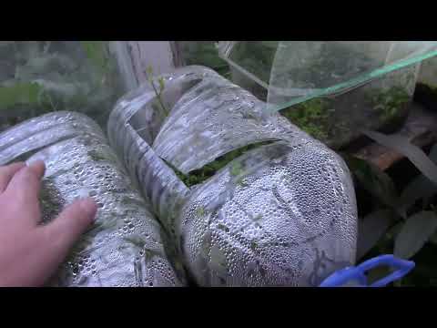 Видео: Аквариумные растения в теплице, что растет и как растет