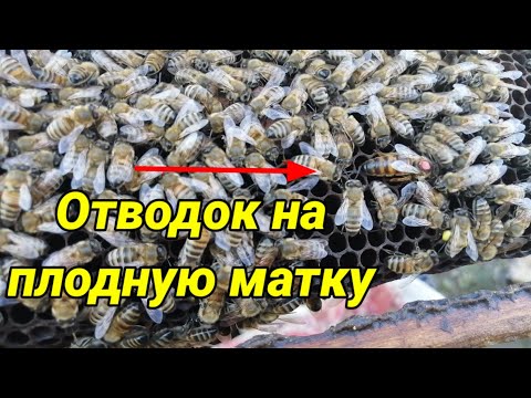 Видео: Самый надёжный способ посадки матки. Отводок на плодную матку. Купил маток карника.