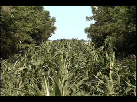 Видео: Аллейное земледелие