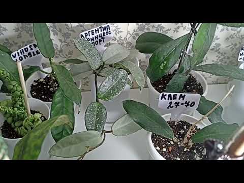 Видео: Комнатные Растения. Новые Хойи 2 часть 